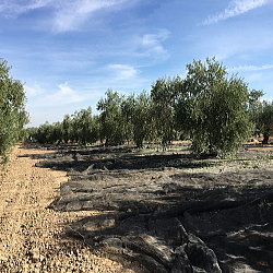 2016年にオリーブオイルソムリエ中辻美紀が訪問したスペインのオリーブ畑